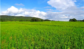 黨建引領(lǐng)|村企共建，讓鄉(xiāng)村振興跑出“加速度”